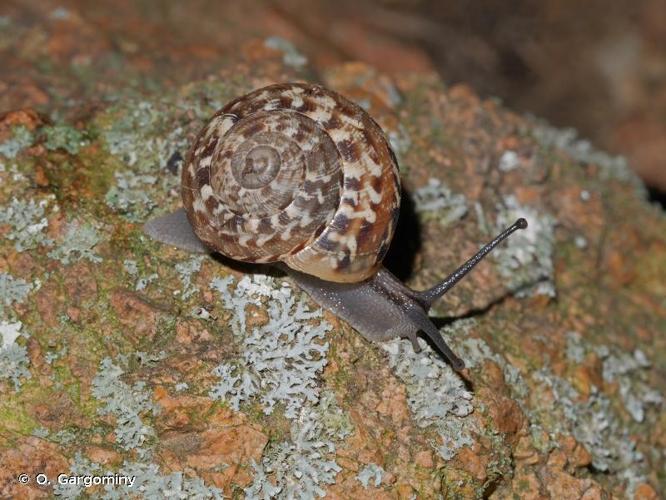 <i>Marmorana serpentina serpentina</i> (A. Férussac, 1821) © O. Gargominy