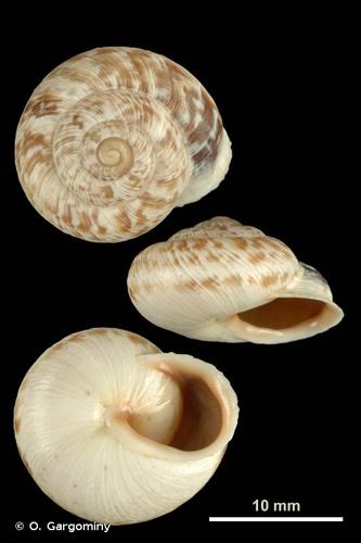 <i>Marmorana muralis muralis</i> (O.F. Müller, 1774) © O. Gargominy