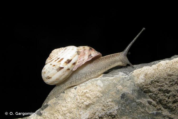 <i>Macularia niciensis niciensis</i> (A. Férussac, 1821) © O. Gargominy