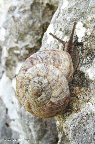 <i>Macularia niciensis dupuyi</i> (Westerlund, 1876) © O. Gargominy