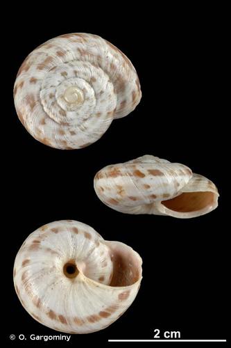 <i>Macularia niciensis guebhardi</i> (Caziot, 1903) © O. Gargominy