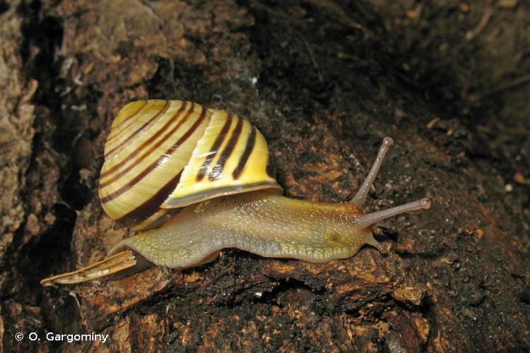 <i>Cepaea nemoralis nemoralis</i> (Linnaeus, 1758) © O. Gargominy