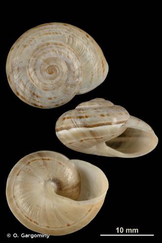 <i>Pseudotachea splendida</i> (Draparnaud, 1801) © O. Gargominy