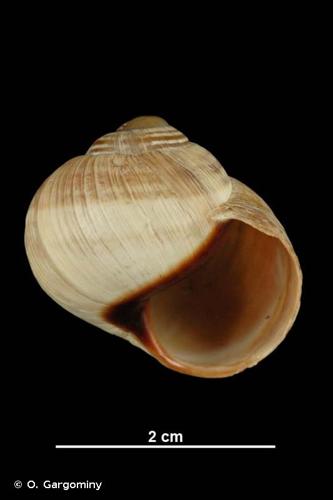 <i>Helix melanostoma</i> Draparnaud, 1801 © O. Gargominy