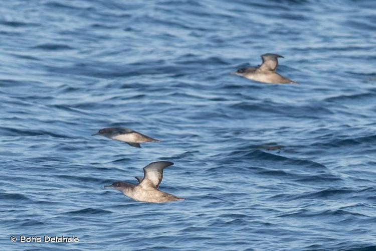 <i>Puffinus mauretanicus</i> P. R. Lowe, 1921 © Boris Delahaie