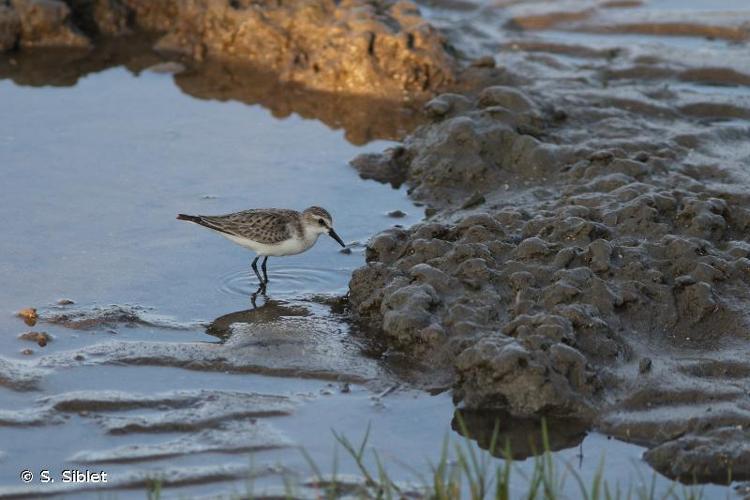 <i>Calidris ruficollis</i> (Pallas, 1776) © S. Siblet