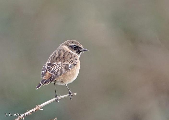 <i>Saxicola rubicola</i> (Linnaeus, 1766) © S. Wroza