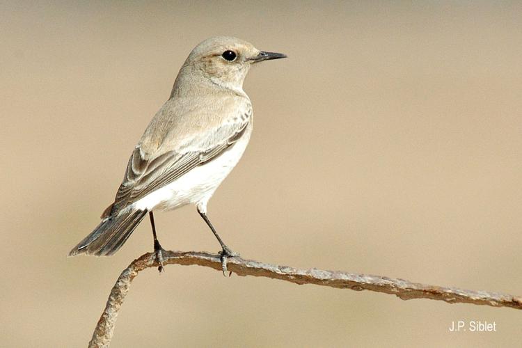 <i>Oenanthe deserti</i> (Temminck, 1825) © J.P. Siblet