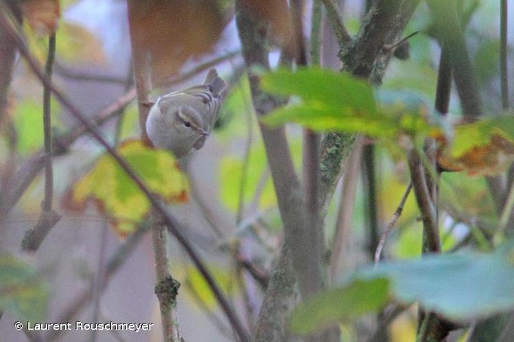 <i>Phylloscopus humei</i> (Brooks, 1878) © Laurent Rouschmeyer