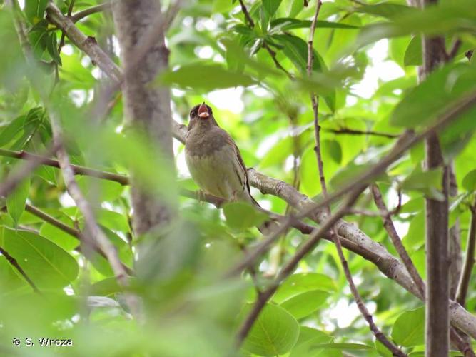 <i>Emberiza spodocephala</i> Pallas, 1776 © S. Wroza