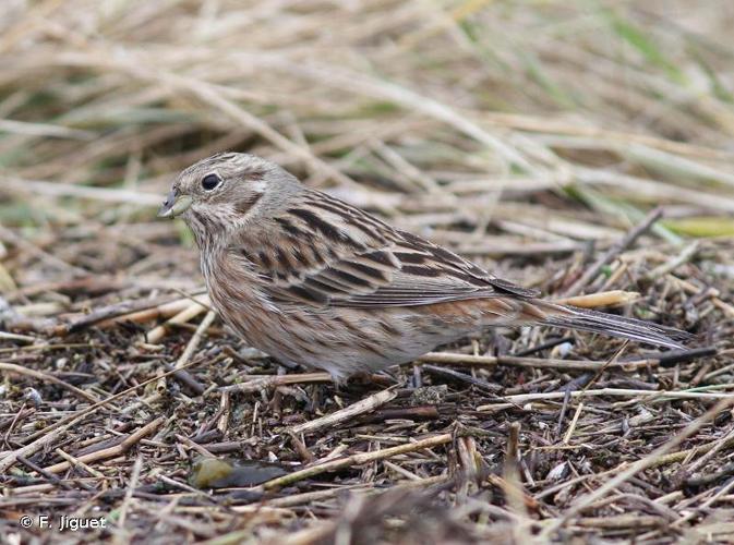 <i>Emberiza leucocephalos</i> S. G. Gmelin, 1771 © F. Jiguet