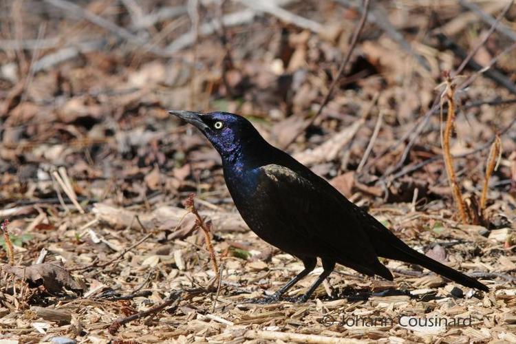 <i>Quiscalus quiscula</i> (Linnaeus, 1758) © Johann Cousinard