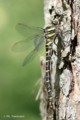 <i>Cordulegaster boltonii boltonii</i> (Donovan, 1807) © Ph. Flammant