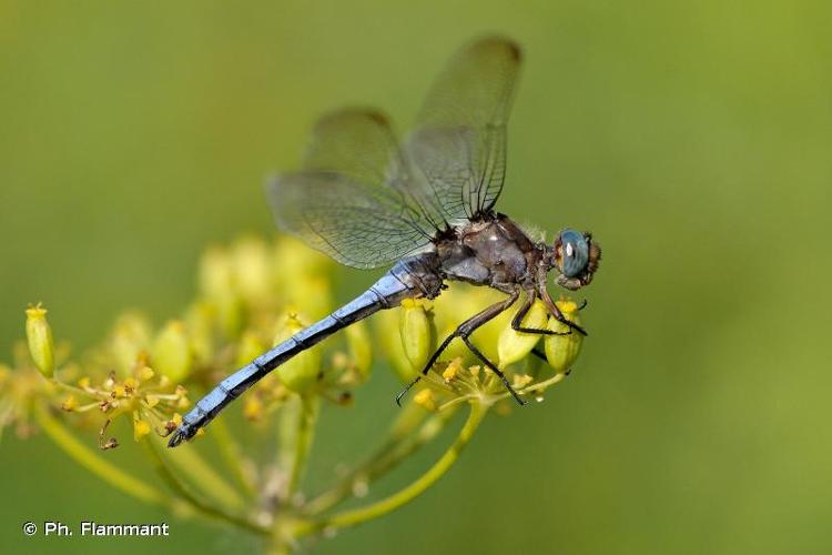 <i>Orthetrum coerulescens coerulescens</i> (Fabricius, 1798) © Ph. Flammant