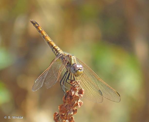 <i>Trithemis annulata</i> (Palisot de Beauvois, 1807) © S. Wroza