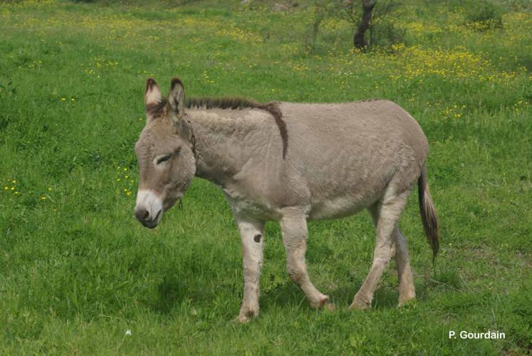 <i>Equus asinus</i> Linnaeus, 1758 © P. Gourdain