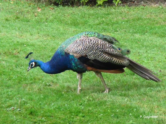 <i>Pavo cristatus</i> Linnaeus, 1758 © P. Gourdain