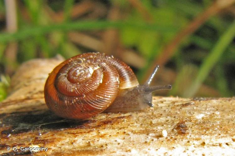 <i>Discus ruderatus</i> (W. Hartmann, 1821) © O. Gargominy