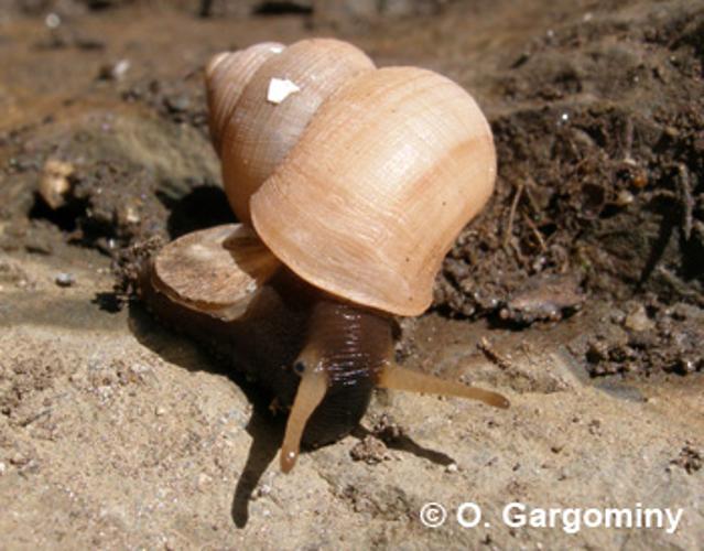 <i>Tudorella sulcata</i> (Draparnaud, 1805) © O. Gargominy