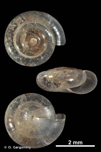 <i>Vitrea diaphana</i> (S. Studer, 1820) © O. Gargominy