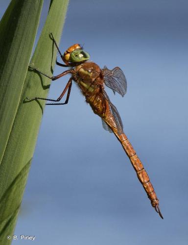 <i>Aeshna isoceles</i> (O.F. Müller, 1767) © B. Piney