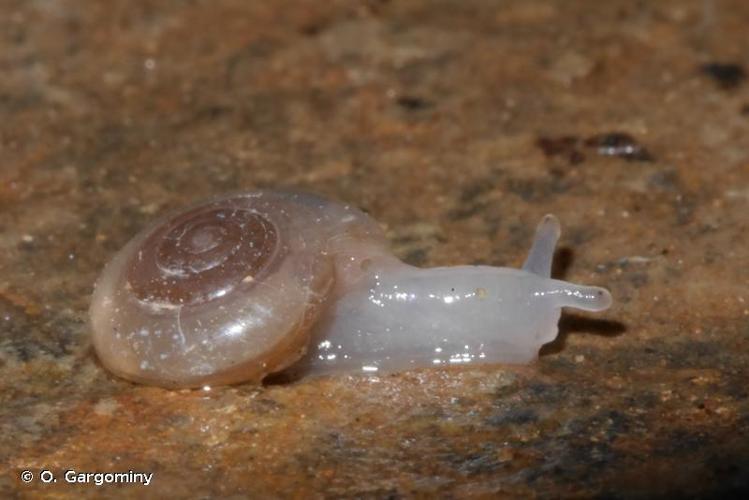 <i>Mediterranea hydatina hydatina</i> (Rossmässler, 1838) © O. Gargominy