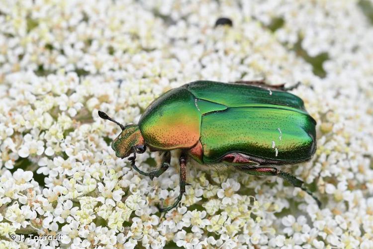 <i>Cetonia aurata pisana</i> Heer, 1841 © J. Touroult