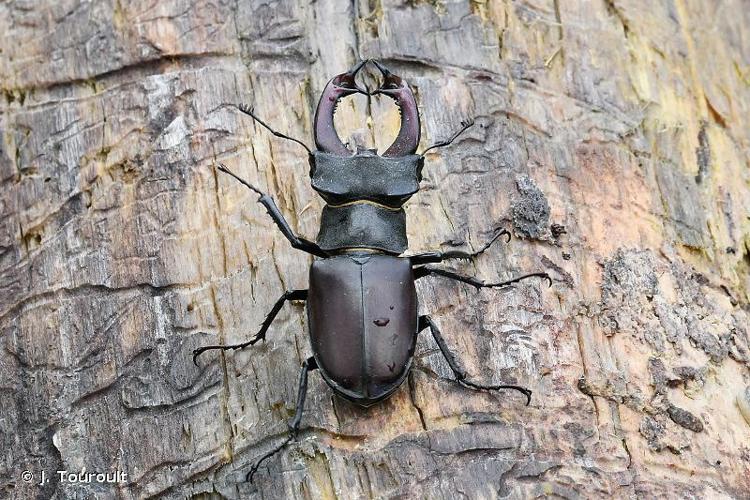 <i>Lucanus cervus cervus</i> (Linnaeus, 1758) © J. Touroult