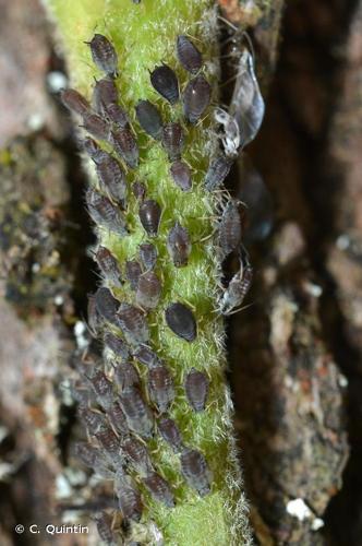 <i>Aphis hederae</i> Kaltenbach, 1843 © C. Quintin