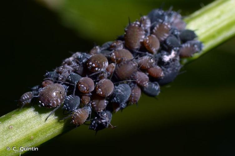 <i>Aphis sambuci</i> Linnaeus, 1758 © C. Quintin