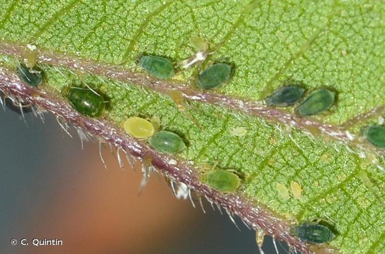 <i>Aphis urticata</i> Gmelin, 1790 © C. Quintin