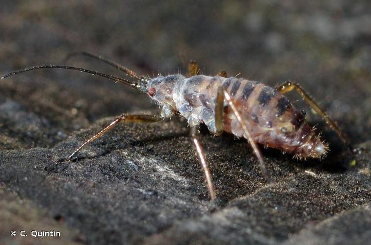 <i>Euceraphis punctipennis</i> (Zetterstedt, 1828) © C. Quintin