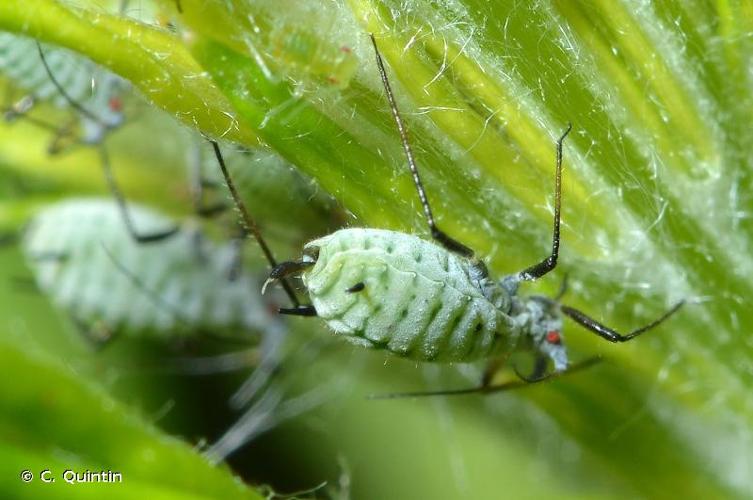 <i>Macrosiphoniella artemisiae</i> (Boyer de Fonscolombe, 1841) © C. Quintin