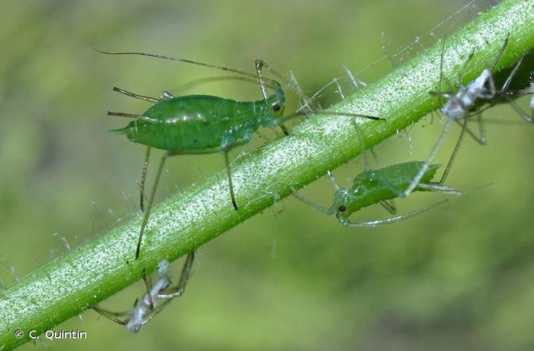 <i>Macrosiphum euphorbiae</i> (Thomas, 1878) © C. Quintin