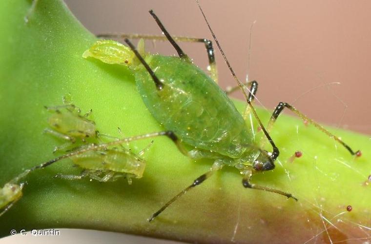 <i>Macrosiphum rosae</i> (Linnaeus, 1758) © C. Quintin