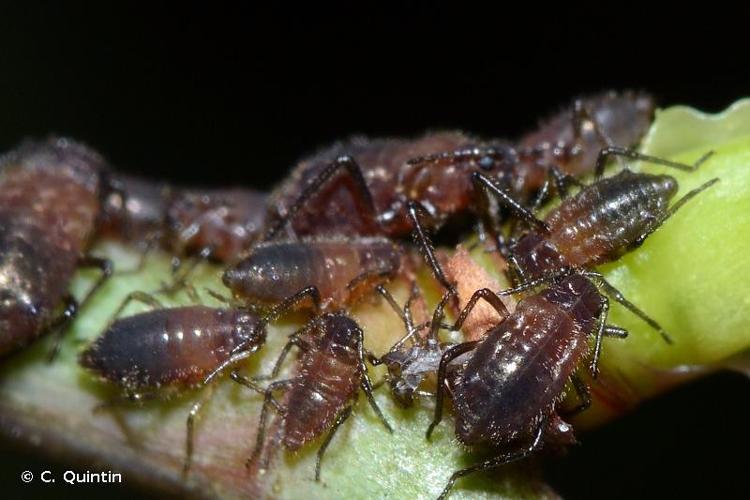 <i>Maculolachnus submacula</i> (Walker, 1848) © C. Quintin