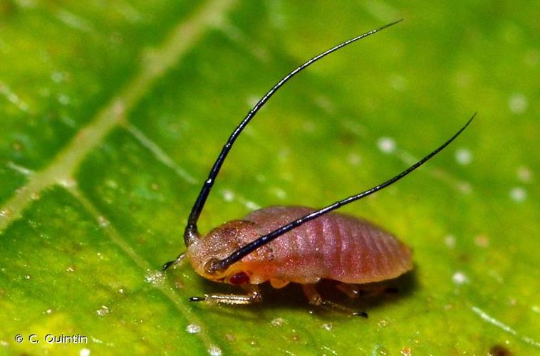 <i>Monaphis antennata</i> (Kaltenbach, 1843) © C. Quintin