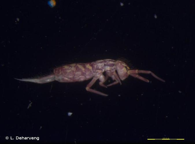 <i>Orchesella quinquefasciata</i> (Bourlet, 1843) © L. Deharveng