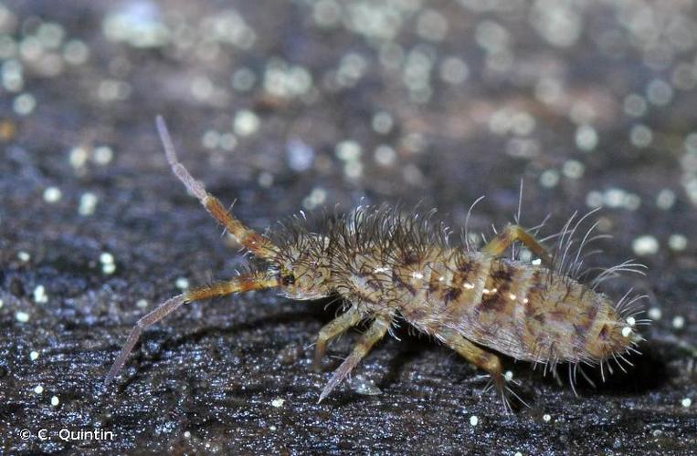 <i>Orchesella villosa</i> (Geoffroy, 1762) © C. Quintin