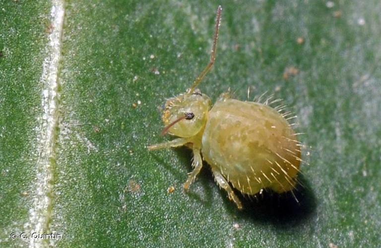 <i>Sminthurus viridis</i> (Linnaeus, 1758) © C. Quintin