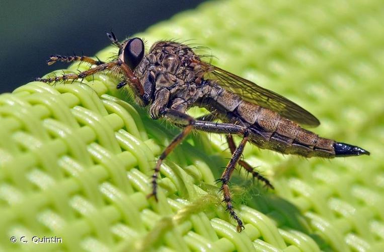 <i>Tolmerus atricapillus</i> (Fallén, 1814) © C. Quintin