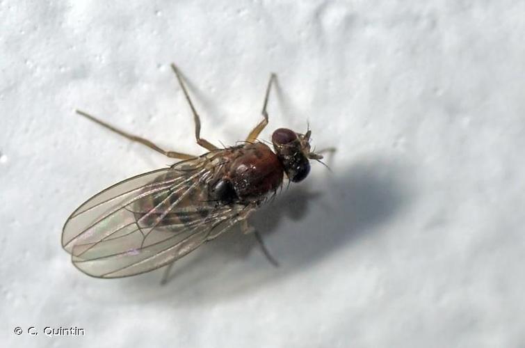 <i>Drosophila funebris</i> (Fabricius, 1787) © C. Quintin