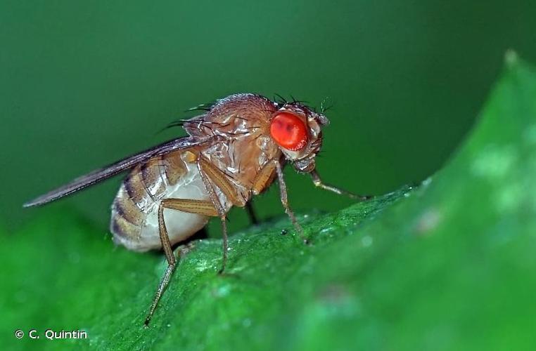 <i>Drosophila immigrans</i> Sturtevant, 1921 © C. Quintin