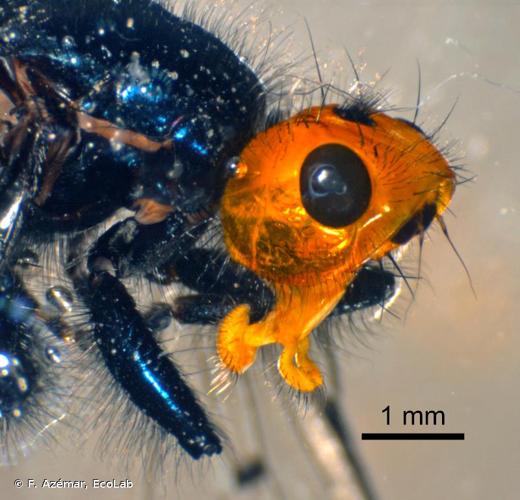 <i>Thyreophora cynophila</i> (Panzer, 1794) © F. Azémar, EcoLab