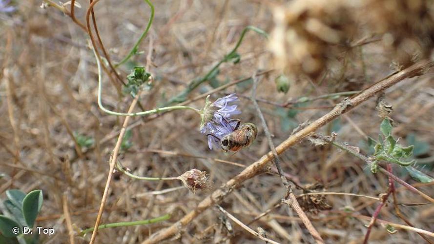 <i>Eristalinus megacephalus</i> (Rossi, 1794) © D. Top