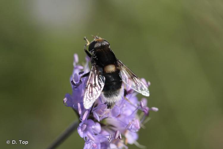 <i>Eristalis intricaria</i> (Linnaeus, 1758) © D. Top