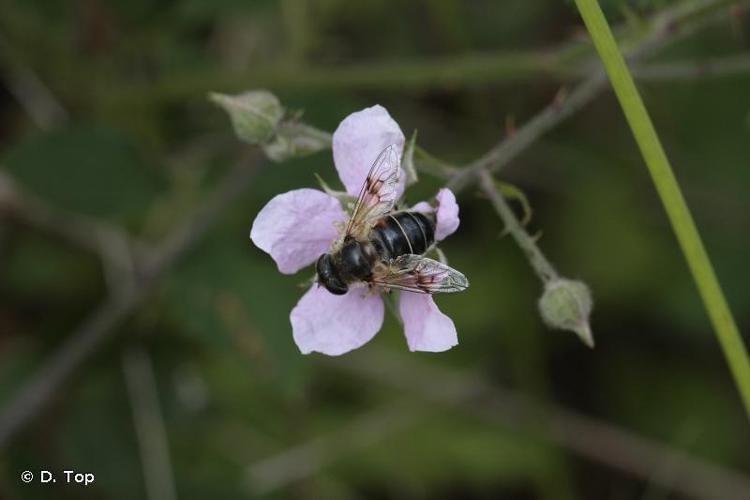 <i>Eristalis picea</i> (Fallén, 1817) © D. Top