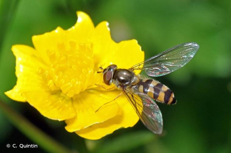 <i>Meliscaeva auricollis</i> (Meigen, 1822) © C. Quintin