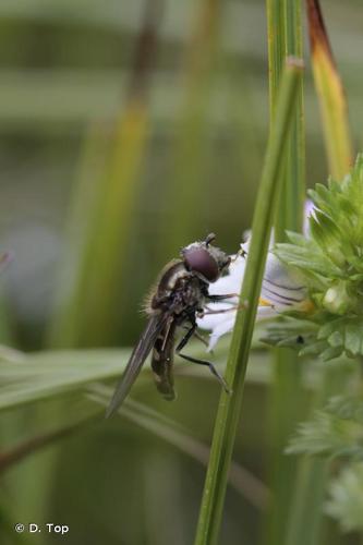 <i>Platycheirus nielseni</i> Vockeroth, 1990 © D. Top