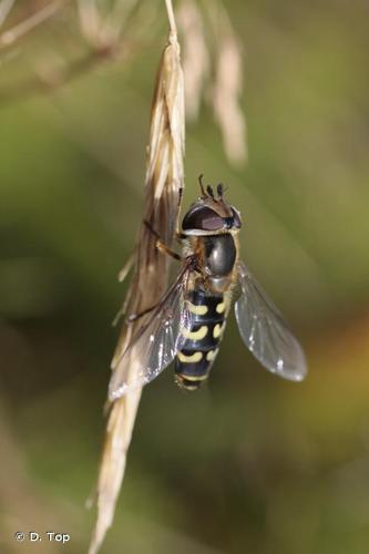 <i>Scaeva dignota</i> (Rondani, 1857) © D. Top